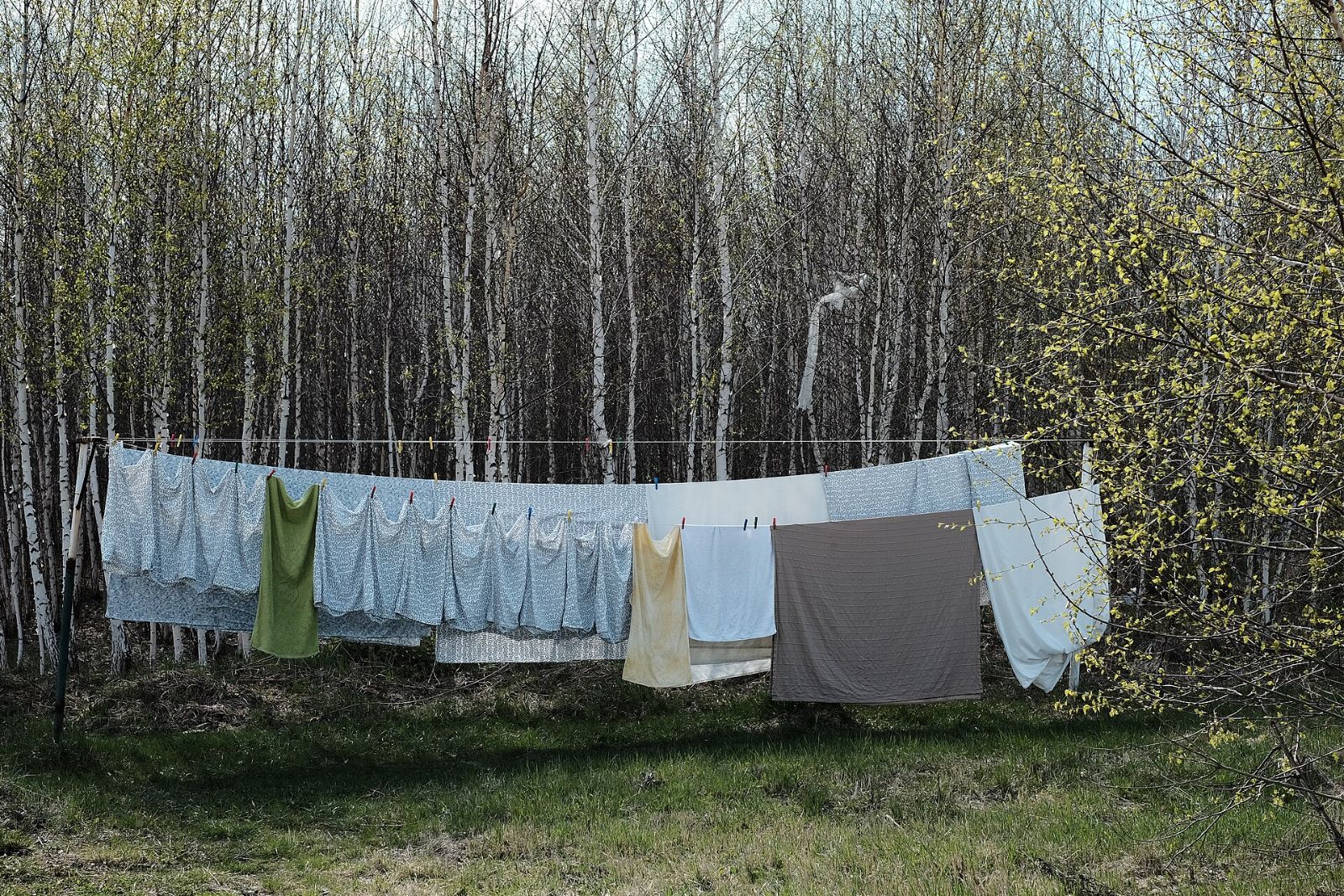 White sheets and towels drying on a line in a birch forest